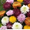 Chrysanthemum 'Incurved Mixed' -Bulb Garden Store CHRY 72960 C