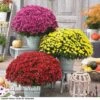 Chrysanthemum 'Hardy Patio Improved' -Bulb Garden Store CHRY V17671 A