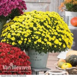 Chrysanthemum 'Hardy Patio Improved' -Bulb Garden Store CHRY V17671 C