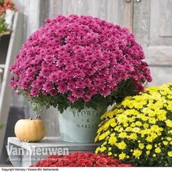 Chrysanthemum 'Hardy Patio Improved' -Bulb Garden Store CHRY V17671 D