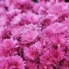 Chrysanthemum X Hortorum 'Anastasia' -Bulb Garden Store CHRY V59574 A h
