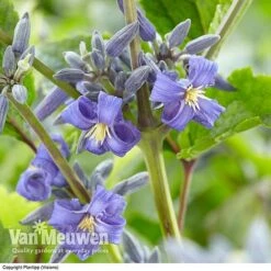 Clematis 'New Love' -Bulb Garden Store CLEM V56881 A1