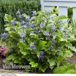 Clematis 'New Love' -Bulb Garden Store CLEM V56881 C