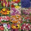 Annual Bedding Plants Collection -Bulb Garden Store COLL V48705 A h