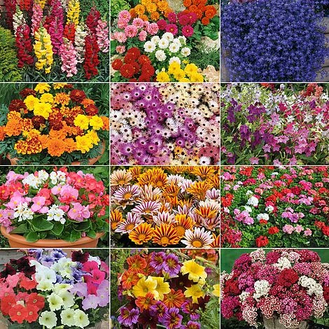 Annual Bedding Plants Collection 3 Annual Bedding Plants Collection