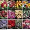 Summer Bedding Collection 1 Summer Bedding Collection -Bulb Garden Store COLL V59855 A