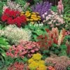 Classic Perennial Collection -Bulb Garden Store COLL V60082PA A h