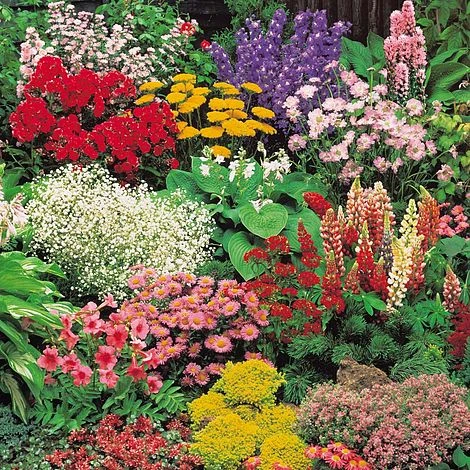 Classic Perennial Collection 3 Classic Perennial Collection