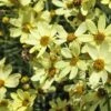 Coreopsis Verticillata 'Moonbeam' -Bulb Garden Store CORE V59303 A h