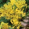 Corydalis 'Canary Feathers' -Bulb Garden Store CORY V58957 A h