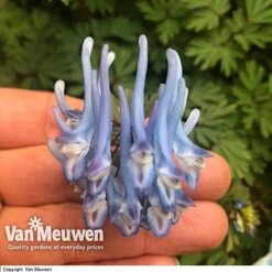 Front Page -Bulb Garden Store CORY V59580 B