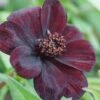 Cosmos Atrosanguineus 'Dark Secret' -Bulb Garden Store COSM V58919 A h