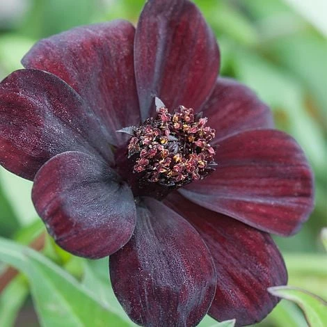 Cosmos Atrosanguineus 'Dark Secret' 3 Cosmos Atrosanguineus 'Dark Secret'