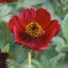 Cosmos Atrosanguineus 'Spellbound' -Bulb Garden Store COSM V63440 A h