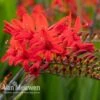 Crocosmia 'Lucifer' -Bulb Garden Store CROC V59582 A