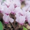 Cyclamen Hederifolium -Bulb Garden Store CYCL V59584 A h
