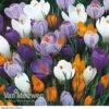 Crocus 'Dutch Large Flowering' (Spring Flowering) -Bulb Garden Store Crocus Large Dutch Mixed