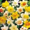 Daffodil 'Bumper Collection' -Bulb Garden Store DAFF V46980 A h