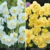 Daffodil 'Cheerfulness Duo' -Bulb Garden Store DAFF V47251 A h