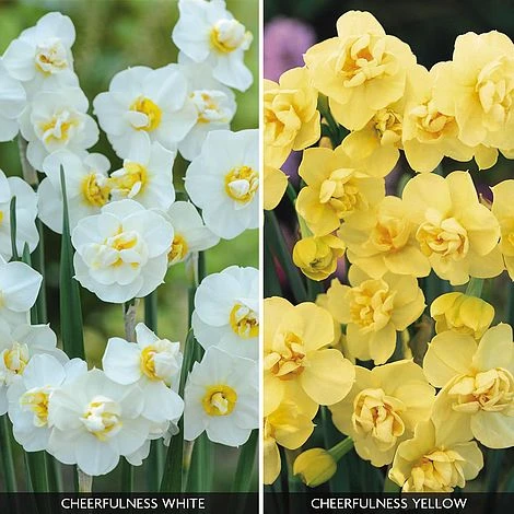Daffodil 'Cheerfulness Duo' 3 Daffodil 'Cheerfulness Duo'