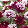 Dahlia 'Rebecca's World' -Bulb Garden Store DAHL 70042V A h