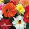 Dahlia 'Patio Choice' Mix -Bulb Garden Store DAHL V79748 A h
