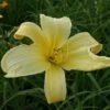 Daylily 'Atlas' -Bulb Garden Store DAYL V59610 A h