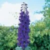 Delphinium 'Black Knight' -Bulb Garden Store DELP V59652 A h