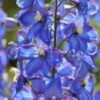 Delphinium 'Blue Bird' (Pacific Hybrid) -Bulb Garden Store DELP V65280 A h