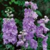 Delphinium 'Cameliard' (Pacific Hybrid) -Bulb Garden Store DELP V65282 A h