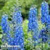 Delphinium 'Summer Skies' (Pacific Hybrid) -Bulb Garden Store DELP v65292 B
