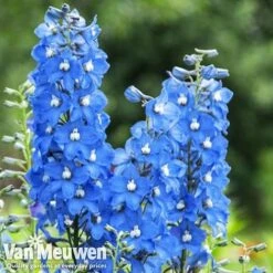 Delphinium 'Summer Skies' (Pacific Hybrid) -Bulb Garden Store DELP v65292 C