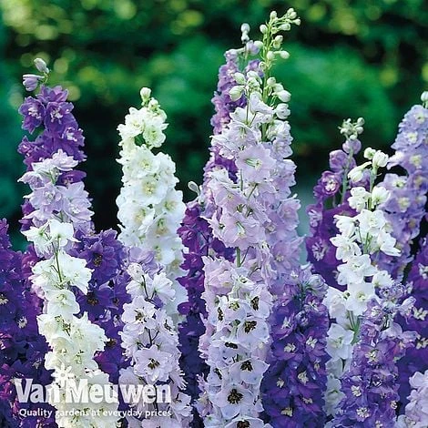 Delphinium Mixed 3 Delphinium Mixed