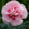 Dianthus 'Doris' -Bulb Garden Store DIAN V59187 A h