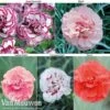 Dianthus 'Cottage Garden Collection' -Bulb Garden Store DIAN V80355 A2