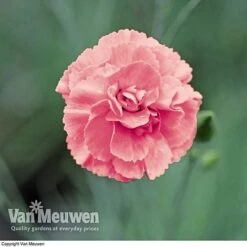 Dianthus 'Cottage Garden Collection' -Bulb Garden Store DIAN V82918 C