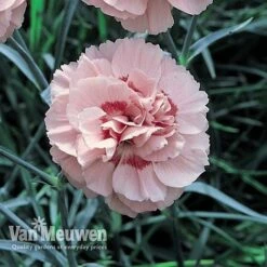 Dianthus 'Cottage Garden Collection' -Bulb Garden Store DIAN V82918 D