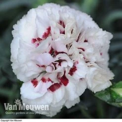 Dianthus 'Cottage Garden Collection' -Bulb Garden Store DIAN V82918 E