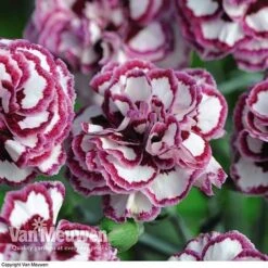 Dianthus 'Cottage Garden Collection' -Bulb Garden Store DIAN V82918 F