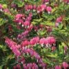 Dicentra Spectablis (Large Plant) -Bulb Garden Store DICE V58779 A h