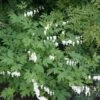 Dicentra Spectablis 'Alba' -Bulb Garden Store DICE V63443 A h