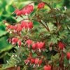 Dicentra Spectablis 'Valentine' -Bulb Garden Store DICE V63444 A h