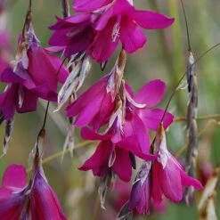 Dierama 'Blackberry Bells'