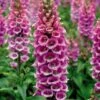 Foxglove 'Camelot Rose' -Bulb Garden Store DIGI V59130 A h