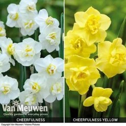 Daffodil 'Cheerfulness Duo' 9 Daffodil 'Cheerfulness Duo' -Bulb Garden Store Daffodil Cheerfulness Duo