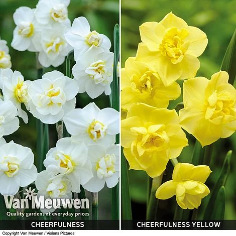 Daffodil 'Cheerfulness Duo' 6 Daffodil 'Cheerfulness Duo' - Image 4