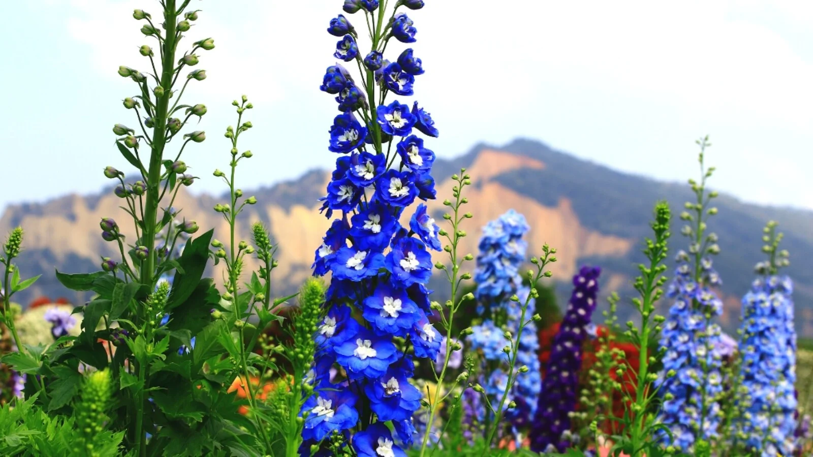 Front Page -Bulb Garden Store Delphinium 1600x900 1