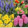 Easter Flower Bulbs -Bulb Garden Store EAST VKA3927 A