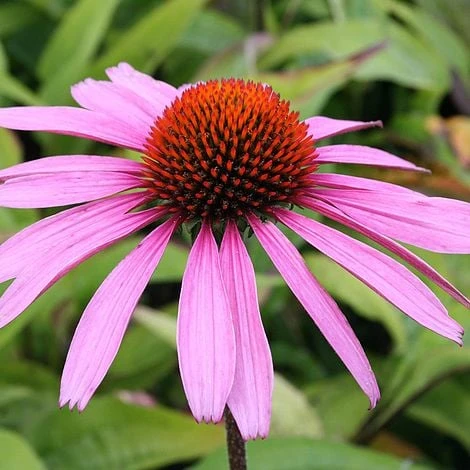 Echinacea Purpurea 'Rubinstern' 3 Echinacea Purpurea 'Rubinstern'