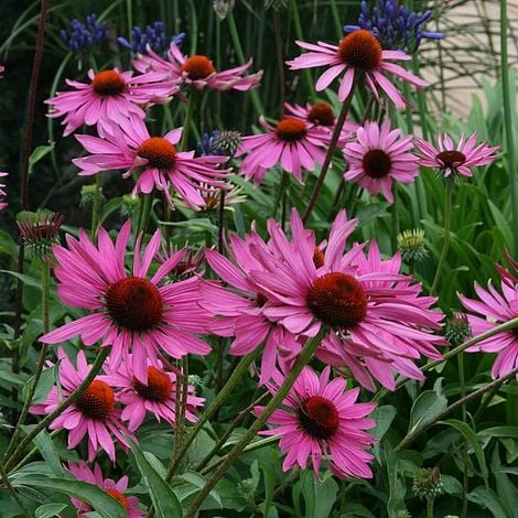 Echinacea Purpurea 'Rubinstern' 4 Echinacea Purpurea 'Rubinstern' - Image 2